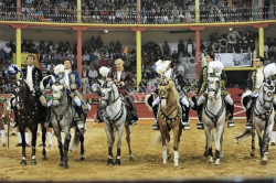 Emoção no Concurso de ganadarias e concurso de pegas ontem na Nazaré.